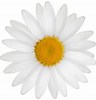 Tamaño de Resultado de imágenes de White Daisy with Black Center.: 96 x 100. Fuente: fr.vecteezy.com