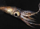 Image result for "pyroteuthis Margaritifera". Size: 138 x 100. Source: www.stuff.co.nz