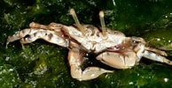 Image result for "portunus Macrophthalmus". Size: 194 x 100. Source: www.wildsingapore.com