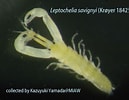 Image result for "leptochelia Savignyi". Size: 129 x 100. Source: miaw.o.oo7.jp
