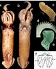 Image result for Lolliguncula brevis Anatomie. Size: 82 x 100. Source: www.researchgate.net