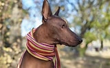 Bilderesultat for Meksikansk nakenhund. Størrelse: 160 x 100. Kilde: www.thesprucepets.com