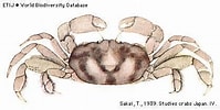 Image result for "pinnixa Tumida". Size: 199 x 100. Source: www.crabs.ru