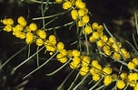 Image result for "bathypontia Elongata". Size: 152 x 100. Source: resources.austplants.com.au