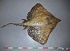 Image result for Dipturus nidarosiensis Familie. Size: 137 x 100. Source: shark-references.com