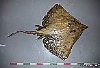 Image result for Dipturus nidarosiensis. Size: 146 x 100. Source: shark-references.com
