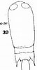 Afbeeldingsresultaten voor "corycaeus Speciosus". Grootte: 53 x 100. Bron: copepodes.obs-banyuls.fr