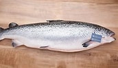 Image result for ocean Salmon. Size: 172 x 100. Source: www.usatoday.com