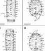 Image result for "pegea Bicaudata". Size: 89 x 100. Source: www.researchgate.net