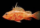 Image result for Pontinus Stam. Size: 139 x 100. Source: www.discoverlife.org
