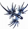 Image result for "Glaucus Atlanticus". Size: 97 x 100. Source: en.wikipedia.org