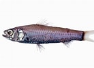 Image result for "neoscopelus Microchir". Size: 138 x 100. Source: fishesofaustralia.net.au