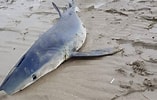 Afbeeldingsresultaten voor blauwe haai. Grootte: 157 x 100. Bron: nos.nl