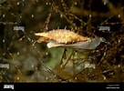 Image result for "antipathes Gracilis". Size: 136 x 100. Source: www.alamy.com