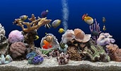 Image result for Vista Screensaver Fish Tank. Size: 171 x 100. Source: alessandrawaverly.blogspot.com
