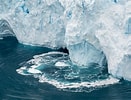 Image result for Arctapodema Antarctica Geslacht. Size: 131 x 100. Source: edition.cnn.com