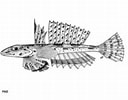 Bilderesultat for Callionymus fasciatus Anatomie. Størrelse: 128 x 100. Kilde: thewebsiteofeverything.com