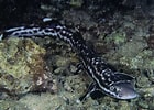 Image result for "atelomycterus Macleayi". Size: 140 x 100. Source: sharkrequiem.blog4ever.com