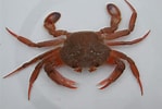 Image result for "liocarcinus Depurator". Size: 149 x 100. Source: www.marlin.ac.uk