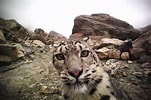 Résultat d’image pour Snow Leopard in Mountains. Taille: 151 x 100. Source: www.ecns.cn