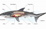 Afbeeldingsresultaten voor blinde haai Anatomie. Grootte: 158 x 100. Bron: barendswereld.blogspot.com