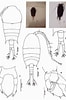 Afbeeldingsresultaten voor Temora discaudata Anatomie. Grootte: 66 x 100. Bron: copepodes.obs-banyuls.fr