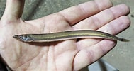 Image result for Lesser sand eel Habitat. Size: 189 x 100. Source: 401fishingreports.com