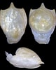Afbeeldingsresultaten voor "cavolinia Tridentata". Grootte: 80 x 100. Bron: jaxshells.org