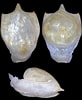 Image result for "cavolinia tridentata Tridentata". Size: 82 x 100. Source: jaxshells.org