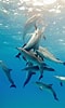 Image result for Bottlenose Dolphin family. Size: 60 x 100. Source: animalia-life.club