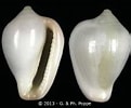 Image result for "erato Voluta". Size: 121 x 100. Source: www.gastropods.com