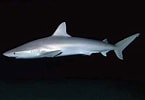 Bildresultat för "carcharhinus Acronotus". Storlek: 145 x 100. Källa: www.pinterest.com