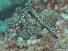 Image result for Myrichthys maculosus. Size: 135 x 100. Source: reeflifesurvey.com