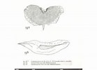 Image result for "cymbulia Peroni". Size: 139 x 100. Source: pelagics.myspecies.info