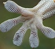 ヤモリの足の構造 に対する画像結果.サイズ: 113 x 100。ソース: www.huffingtonpost.jp