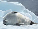 Image result for "cannosphaera Antarctica". Size: 128 x 100. Source: poseidonexpeditions.com