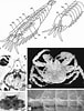 Image result for "lophogaster Typicus". Size: 76 x 100. Source: www.researchgate.net
