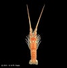 Image result for "palinustus Truncatus". Size: 99 x 100. Source: www.crustaceology.com