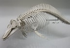 Image result for dolfijn skelet. Size: 144 x 100. Source: www.zoochat.com