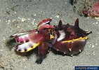 Image result for Apistobranchus tullbergi. Size: 141 x 100. Source: www.poppe-images.com