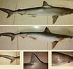 Afbeeldingsresultaten voor "rhizoprionodon Oligolinx". Grootte: 105 x 100. Bron: shark-references.com