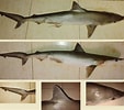 Image result for "rhizoprionodon Oligolinx". Size: 113 x 100. Source: shark-references.com