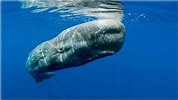 Image result for Pygmy sperm Whale. Size: 178 x 100. Source: www.clickorlando.com