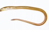 Image result for Echelus myrus Familie. Size: 163 x 100. Source: tubiologia.forosactivos.net