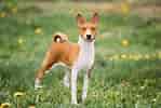 Image result for Basenji Hund. Size: 149 x 100. Source: a-z-animals.com