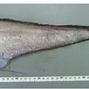 Image result for "gadomus Longifilis". Size: 100 x 100. Source: www.researchgate.net