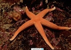 Image result for Stichasteridae. Size: 143 x 100. Source: www.reeflex.net