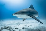 Image result for Carcharhinus leucas. Size: 149 x 100. Source: ecotoursadventure.com