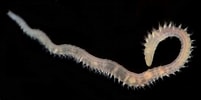 "naineris Quadricuspida" に対する画像結果.サイズ: 201 x 100。ソース: www.irlspecies.org