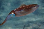 Image result for sepioidea. Size: 154 x 100. Source: snorkelthings.com